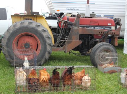 Newbury Square Swap Meet chickens for sale at Shipshewana Indiana Auction