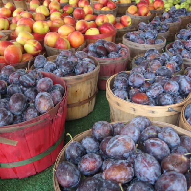 Fresh Plums for sale at Shipshewana Flea Market